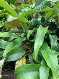 Image result for Pyrrosia