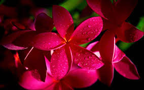Check spelling or type a new query. Romantic Flowers Plumeria Flower
