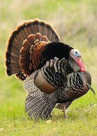 Turkeys I M Vegan But Turkeys Are A Large Part Of Food Intake Especially At Thanksgiving Turkeyhunting Wild Turkey Animals Wild Pet Birds