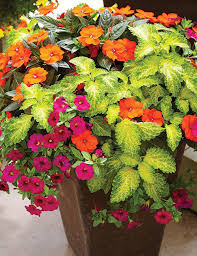 Beautiful blossoms are a sure sign of spring, and soon enough we will all be able to enjoy brightly adorned. Colorful Summer Containers For Sunny Spots Garden Gate