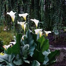Measure your calla lilies against your selected vase to determine where best to cut them. Growseattle Garden On Twitter Calla Lily Zantedeschia Aethiopica Plants Of The Zantedeschia Genus Make Great Potted Flowering And Foliage Plants And Are Easy To Maintain They Are Also Often Used As Cut