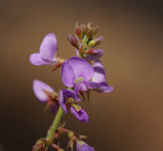 Image result for Desmodium subsecundum