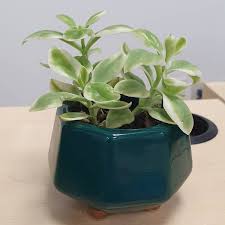 We did not find results for: Aptenia Cordifolia Variegata Baby Sun Rose Variegated Form Uploaded By Laskyhigh