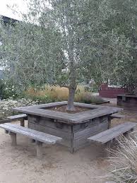 Cowgirl Creamery Photos Bench Around Trees Backyard Backyard Landscaping Designs