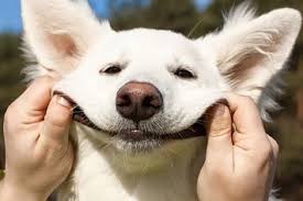 14 Happy Animal Facts Guaranteed To Make You Smile Happy Animals Dog Gifs Animal Facts