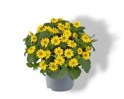 Image result for foto Vitálka