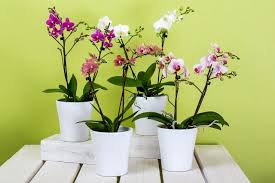 To grow orchids from seeds, you need a highly sterile environment, a source for orchid seeds. How To Grow Orchids Successfully Clean Air Gardening