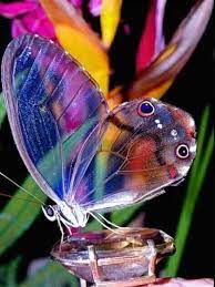 Recuerda qué la magia es tuya... - Mariposas de mil colores | Facebook