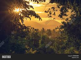 Pictures of the best sunrises and sunsets in tanzania's landscapes. Rainforest Jungle Image Photo Free Trial Bigstock