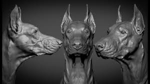 Doberman - Head Refinement Timelapse