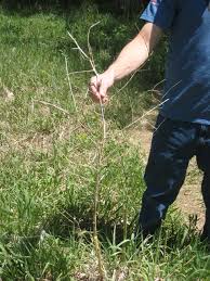 Maybe you would like to learn more about one of these? Asparagus Legend Made Real Wild Food Girl