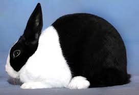 Check spelling or type a new query. About The Breed