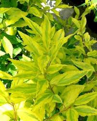 Forsythia X Intermedia Golden Times Small Ornamental Trees Ornamental Trees Shrubs