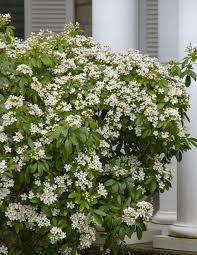 Following just a few simple growing tips for hydrangea will produce healthy plants with fluffy colorful blooms year after year. Mexican Orange Blossom
