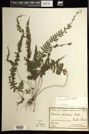 Image result for Mohria vestita