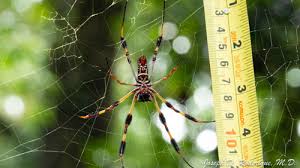 This spider, the banana spider, aka golden silk orb weaver, aka nephila clavipes, is huge. Golden Silk Spider