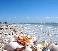 Sanibel Island Fl The World S Best Shelling Beaches Sanibel Island Florida Sanibel Island Sanibel