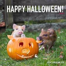 Happyhalloween Halloween Pumpkin Piggies Vegansofig Dairyisscary Factoryfar Ver Pelicula De Terror Peliculas De Terror Historias De Miedo