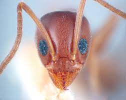 Got questions about results, drugs detected or screen times? That S Dope Pct Pest Control Technology