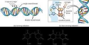 As in other colloidal clays. Chapter 12 Dna Damage And Repair Chemistry