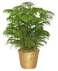 Image result for Illigera pentaphylla