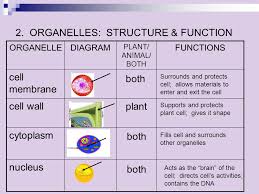 Which part of the animal cell gives shape to it. Plant Animal Cell Function Test Review Test Date Tuesday September 30 Ppt Download