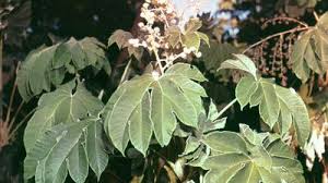 Image result for Araliaceae
