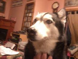 What was the name of the dog Kramer shared the same affliction?