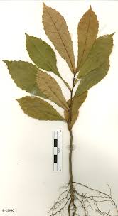 Image result for Salvadora australis