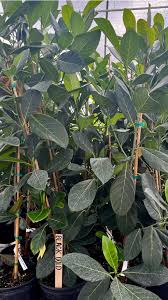 Image result for Aristida stipitata