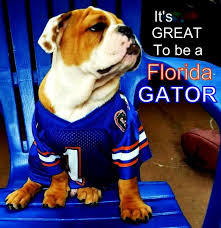English Bulldog Puppy It S Great To Be A Florida Gator English Bulldog Puppy English Bulldog Bulldog