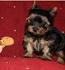 Yorkshire Terrier For Sale in Virginia - Hoobly Classifieds