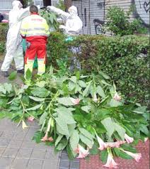 Existe una sustancia que tiene el poder de suprimir la voluntad de las 7. Policia Municipal Se Incauta De 66 Plantas De Burundanga En Un Jardin De La Calle Maqueda Guia De Aluche Latina