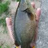 Oleh karena itu makanan ikan nila supaya cepat besar alami ini bisa diupayakan, misalnya dengan ini dia beberapa makanan ikan nila supaya cepat besar sekaligus mempercepat pemanenan dalam. 1