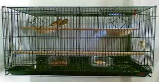 Selain itu suara yang khas memberikan. Cara Membuat Sangkar Lovebird Dengan Kayu Atau Kawat