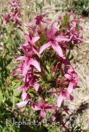 Image result for x Ruttyruspolia 'Phyllis van Heerden'