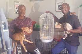 Search our extensive list of dogs, cats and other pets available for adoption and rescue near you. Two Northern Cape Brothers Open The First Pet Store In Their Township Drum