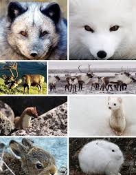 7 Color Changing Wonders Of The Animal Kingdom Webecoist Arctic Animals Polar Animals Winter Animals