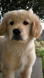 Golden Retriever Golden Retriever Cute Dogs Cute Puppies