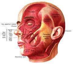 Faces are most definitely the one thing we see a lot of in our life, and yet, many artists struggle with drawing them. Face Wikipedia