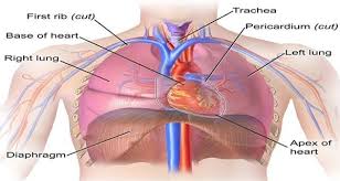 Thoracic Cavity Overview In 2020 Thoracic Cavity Thoracic Heart Location