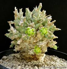 Image result for Euphorbia ramulosa
