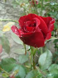 Download rose garden stock photos. Outdoor Design Ideas Sprucing Up Your Garden Archi Living Com