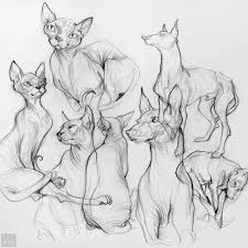 Loish Is Creating Digital Paintings And Sketches Patreon Animal Study Animal Sketches Sketches
