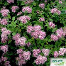 Image result for Spiraea japonica ´Little Princess