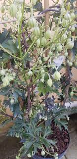 Clematis is the queen of climbing plants! Clematis Avalanche Rockbarton Garden Centre