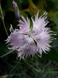 Image result for Dianthus chimanimaniensis