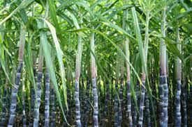 Free ganna song icons in various ui design styles for web and mobile. Lawsuit Filed Against Sugar Mills On Payment Of Sugarcane In Two Days
