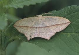 Image result for Timandra griseata