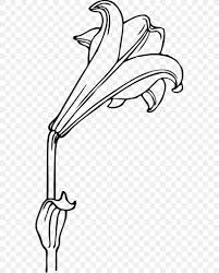 Check spelling or type a new query. Easter Lily Arum Lily Clip Art Png 555x1020px Easter Lily Art Arumlily Beak Black And White
